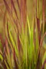 Imperata cylindrica 'Red Baron', Japanisches Blutgras, ca. Produktbild-Vorschau 1
