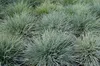 Stauden Gänge 3 x Festuca glauca/cinerea 'Elijah Blue' im 1 Produktbild-Vorschau 3