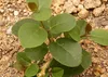 SAFLAX - Skutočný kaparový krík - Capparis spinosa - 25 Náhľad obrázku produktu 7