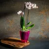 KADAX Blumentopf Orchidee quadratisch 12 cm PS rosa Produktbild-Vorschau 2