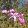 Magnolia Betty 2L Podgląd zdjęcia produktu 6
