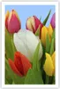 Poster - Poster ohne Rahmen - Tulpen Blumenstrauß Blumen Produktbild-Vorschau 1