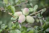 Chaenomeles japonica, Zierquitte, 40–60 cm, leuchtend rot Produktbild-Vorschau 2