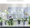 A collection of orchids in clear and green planters, displayed on a surface with a blurred background of a sofa. Anteprima dell’immagine prodotto