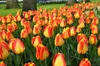 Tulipes Banja Luka bulbes de fleurs 50 pièces. Voir les images du produit 7