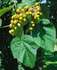 Paulownia tomentosa, Blauglockenbaum, 80–100 cm Produktbild-Vorschau 5