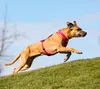 Curli Hundegeschirr Belka Comfort Geschirr Schwarz S Produktbild-Vorschau 4
