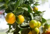 Ponthier KALAMANSI PÜREE Zitrus-Frucht-Püree 6x 1KG Produktbild-Vorschau 5