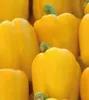 Dürr-Samen - Paprika Pusztagold - Saatgut - 1838 Produktbild-Vorschau 4