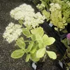 6 x Fettblatt  - Sedum spectabile 'Stardust'  | Topf 9cm x Produktbild-Vorschau 2