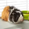 A guinea pig in a cage with a food bowl. Podgląd zdjęcia produktu