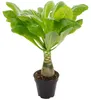 Hawaiipalme - Brighamia - Höhe ca. 40 cm, Topf-Ø 12 cm Produktbild-Vorschau 1