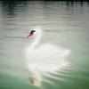 A white swan floats on a body of water, with its reflection visible below. Náhled obrázku produktu