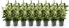 GreenboutiQ - Heckenpflanzen - Euonymus japonica Paloma Produktbild-Vorschau 1