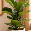 Geigenfeige - pflegeleichte Zimmerpflanze, Ficus Lyrata Produktbild-Vorschau 5