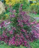 Buszklee (30-40 cm), w doniczce - Lespedeza dwubarwna Podgląd zdjęcia produktu 2