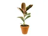 Gardners Ficus elastica Belize, průměr 12 cm Náhled obrázku produktu 5