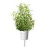 A rosemary plant in a white pot with a stake. Anteprima dell’immagine prodotto