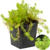 Myriophyllum Red Stem - Rotstängelige Papageienfeder - Produktbild-Vorschau 2