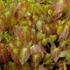 6 x Elfenblume - Epimedium rubrum  | Topf 9cm x 9cm Produktbild-Vorschau 2