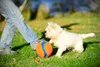 Chuckit! Kick Fetch S Produktbild-Vorschau 10