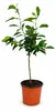 Oranjeboom Navelina als kleine plant, ongeveer 50 cm hoog – Productafbeelding-voorbeeld 4