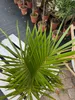 Spindelpalme Hyophorbe verschaffeltii 80-120 cm Produktbild-Vorschau 3