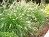 Stauden Gänge 5 x Pennisetum alopecuroides im 1 Liter Topf Produktbild-Vorschau 8