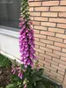 6 x  Digitalis purpurea - Fingerhut - Topf 9x9 cm Produktbild-Vorschau 3