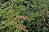 12 plantas de *Symphoricarpos chen.* 'Hancock' - Arbusto de Vista previa de la imagen del producto 3