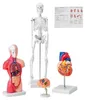 VEVOR, modelo anatómico humano de 4 piezas. Incluye: modelo Vista previa de la imagen del producto 1