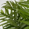 Chamedora - Chamaedorea elegans - Wysokość 80-90cm - ⌀20cm Podgląd zdjęcia produktu 4