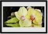 Bild 70x50 MDF-Rahmen Wandkunst Orchid Blütenblätter Produktbild-Vorschau 1