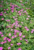 Geranium x oxonianum 'Wargrave Pink', Storchschnabel, rosa, Produktbild-Vorschau 10