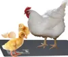 A white hen, a yellow duckling, and a yellow chick are standing on a black heating mat. There are also two eggs and a broken eggshell next to them. Podgląd zdjęcia produktu