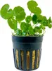 Aquarium Pflanze Aquariumpflanze Hydrocotyle leucocephala Produktbild-Vorschau 1