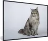 MuchoWow® Gerahmtes Poster Porträt einer grauen Maine Coon Produktbild-Vorschau 1