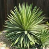 Semena Agave Angustifolia Variegata - balení 5 ks - Náhled obrázku produktu 7