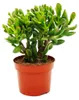 Lžicník - Crassula "Hobbit" - Sukulentní pokojová rostlina Náhled obrázku produktu 1