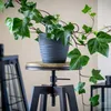 A potted ivy plant sits on a stool in a room. Produktbild-Vorschau