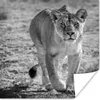 MuchoWow® Poster Löwe - Schwarz - Weiß 50x50 cm - Produktbild-Vorschau 1