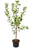 Apfelbaum 'Summerred' 100–120 cm – Malus domestica, varietà Anteprima dell’immagine prodotto 4