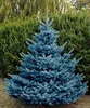 Stech-Fichte ´BLUE DIAMOND®´ 20-30 cm, Cont. 2,5 l Produktbild-Vorschau 3