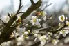 Prunus spinosa, Schlehdorn, 60–100 cm, dornig, heimisch Produktbild-Vorschau 3
