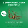 Eremurus (Steppenkerze) - roślina wieloletnia, odporna na Podgląd zdjęcia produktu 4