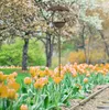 A metal bird feeder shaped like an umbrella stands in a garden bed filled with orange tulips. Voir les images du produit