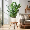 Zamioculcas Zamiifolia Glücksfeder robuste Zimmerpflanze Produktbild-Vorschau 3
