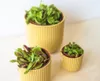 Gardners Dionaea, průměr 9 cm Náhled obrázku produktu 4