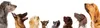 Cuscino rinfrescante per cani Pets Collection 50x65 cm blu Anteprima dell’immagine prodotto 14