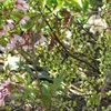 Chinesischer Perlschweif  - Stachyurus chinensis 'Celina'  Produktbild-Vorschau 2